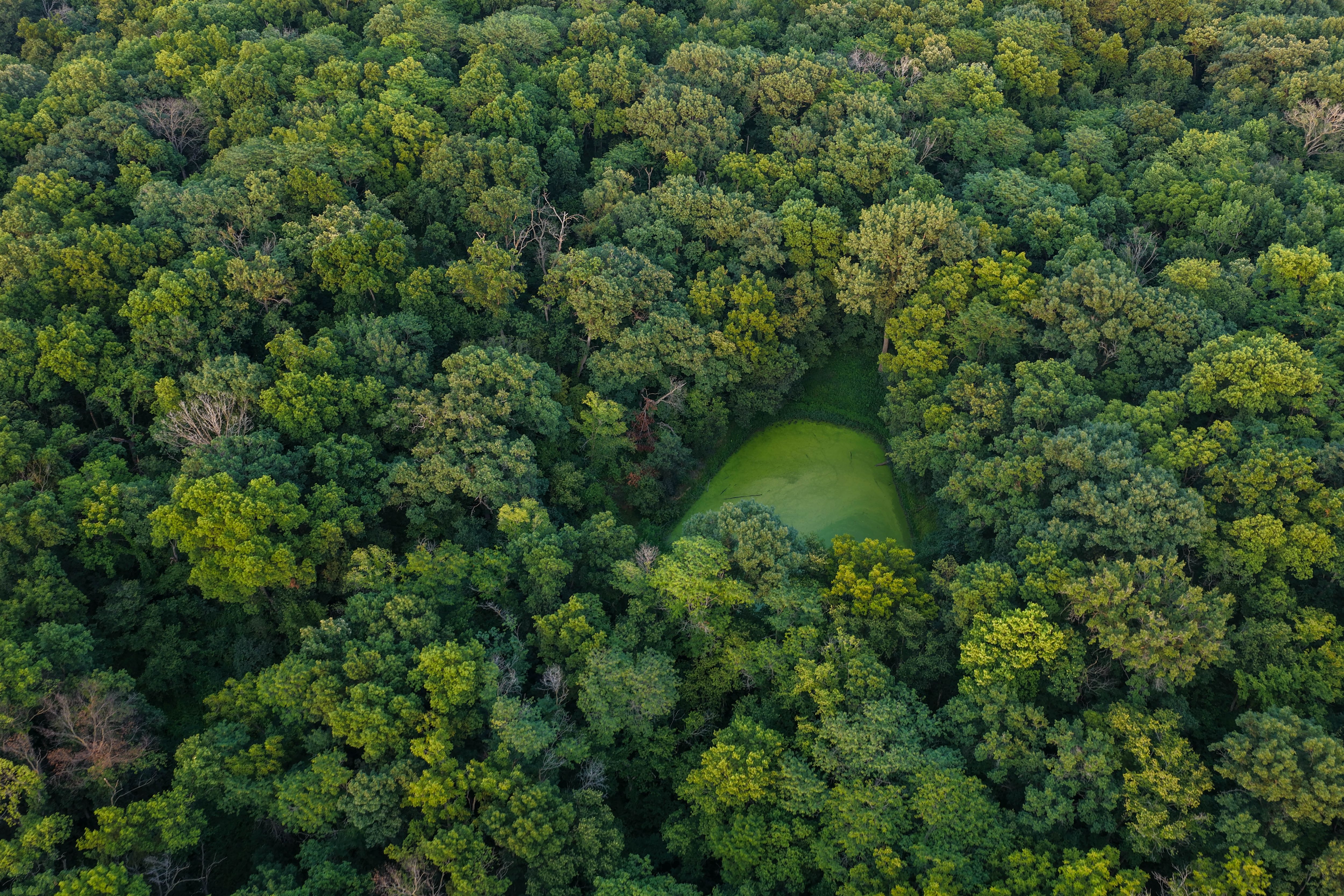Listing Photo: Whitetail Hunting Farm Mahaska County Iowa-26